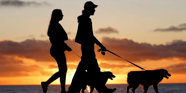 New Brazil law allows separated couples joint custody over pets