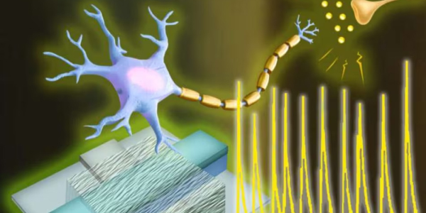 Engineers Create First Artificial Neurons With Electrical Functions As Living Cells