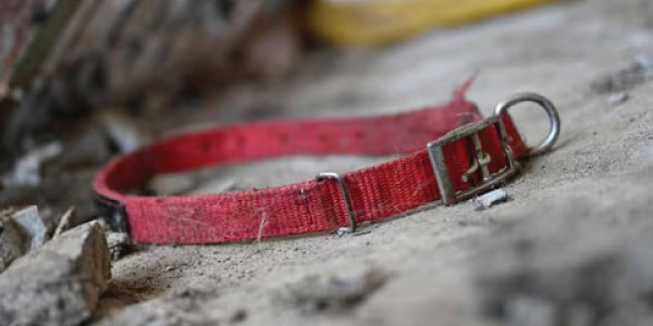 117 dog remains found at California 'no-kill' shelter, many with gunshot wounds